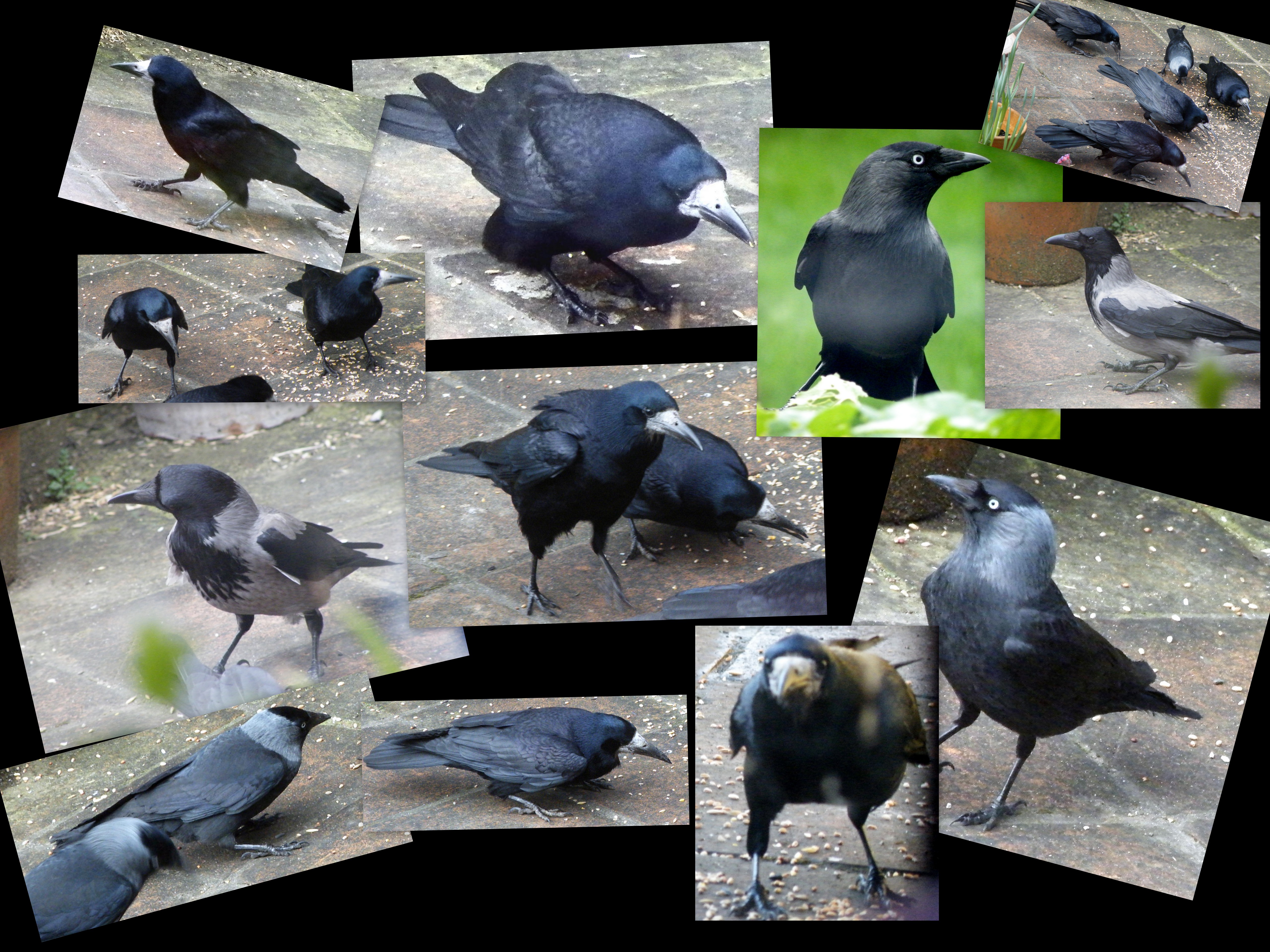The Crow family