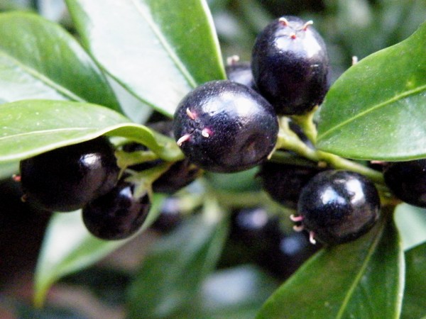 Sarcococca confusa or Sweet Box