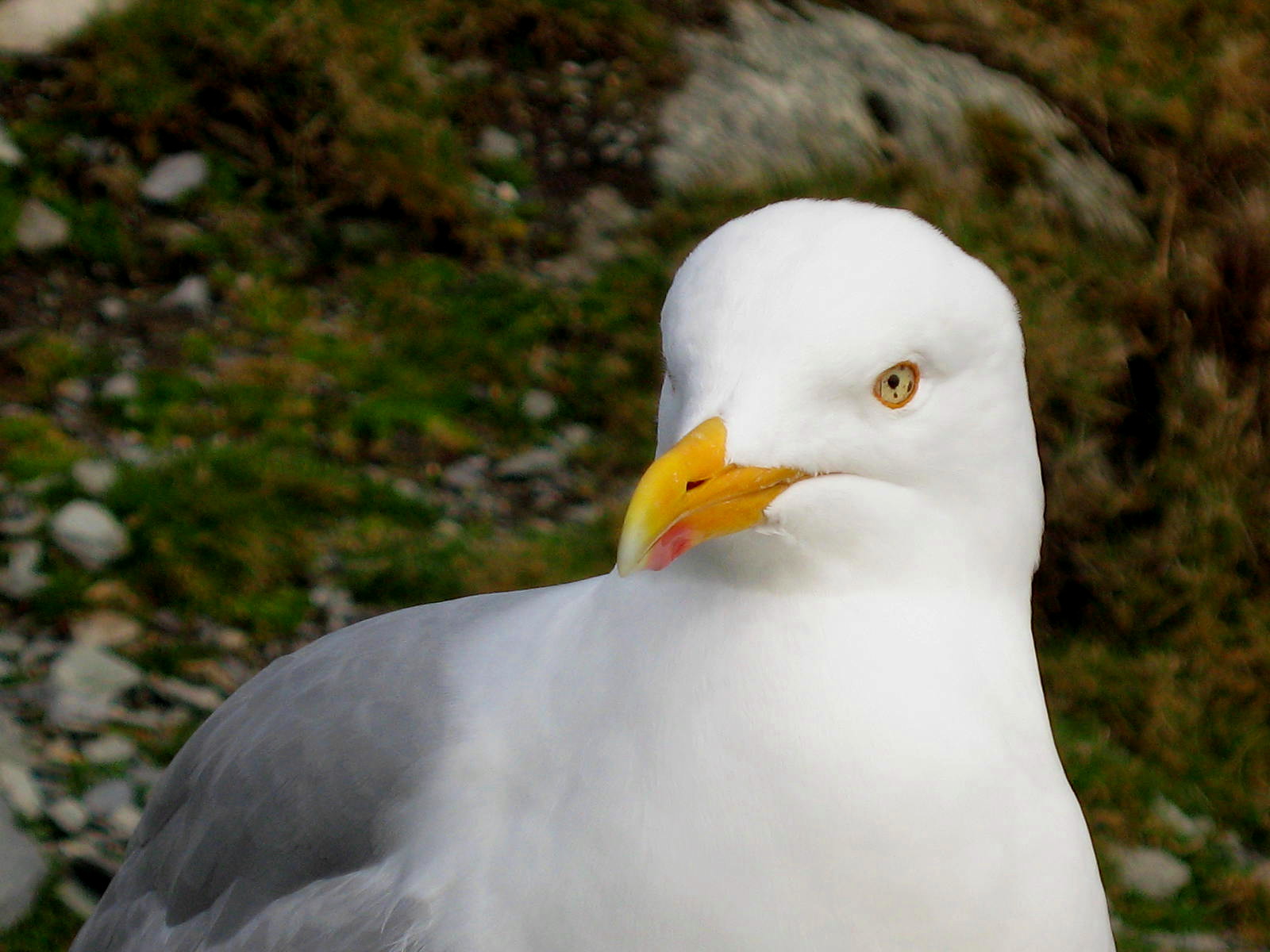 Seagull 2