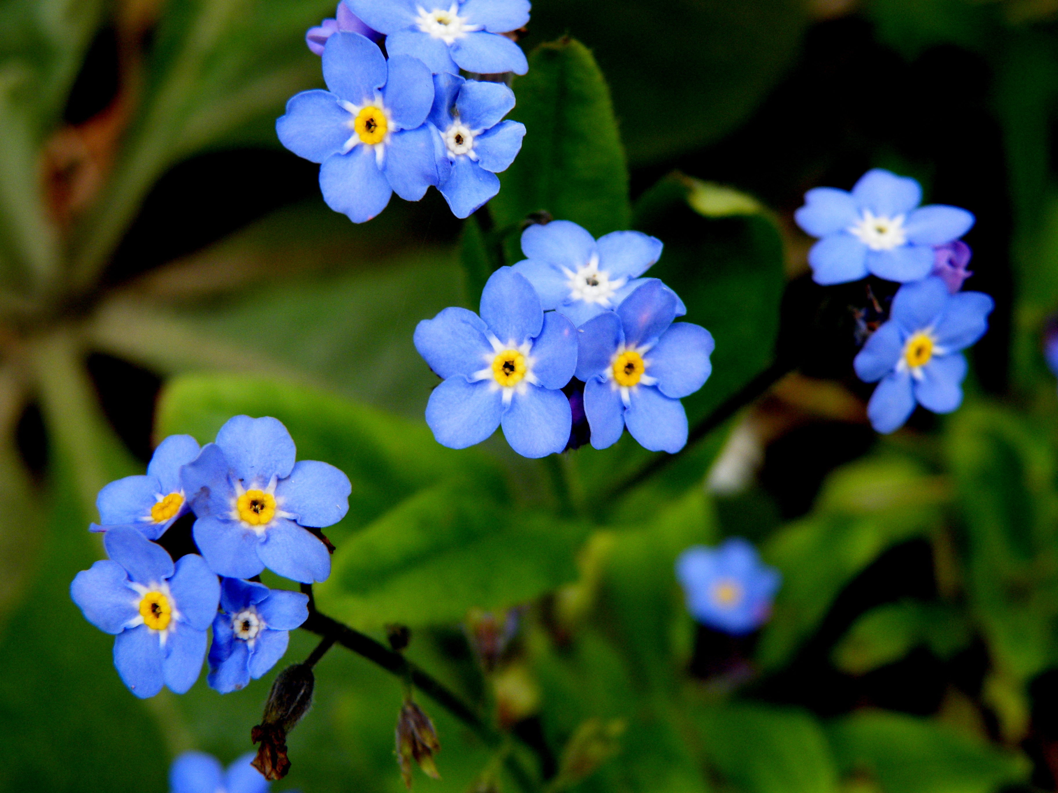 Forget-me-nots in flower