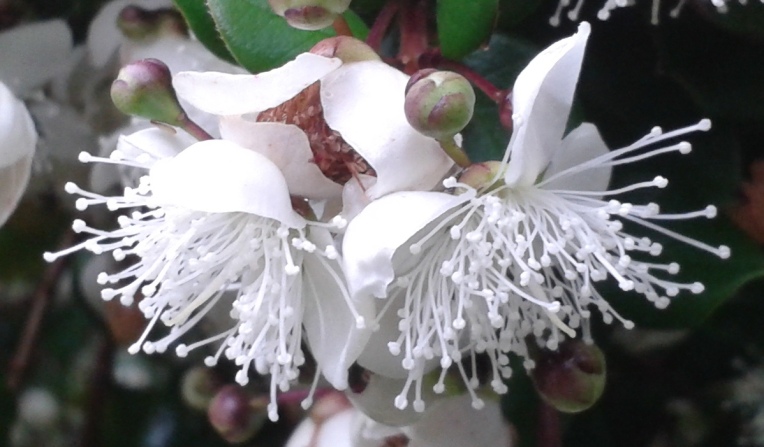 Myrtus apiculata