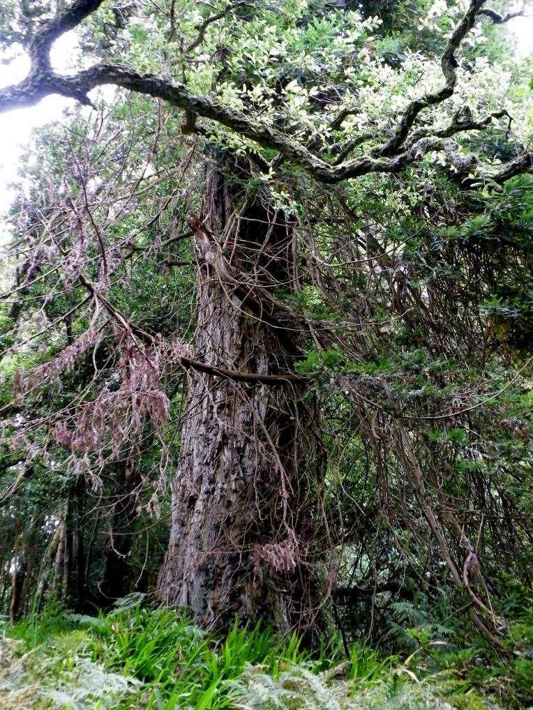 Sequoia Sempervirens - Coast Redwood