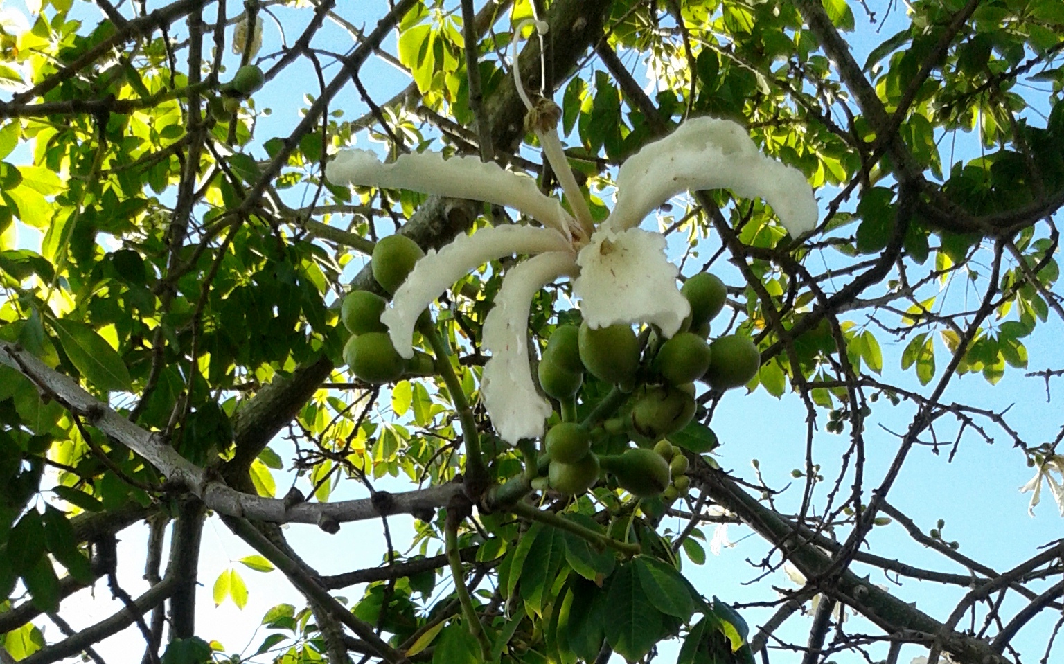 Ceiba speciosa or Silkfloss tree