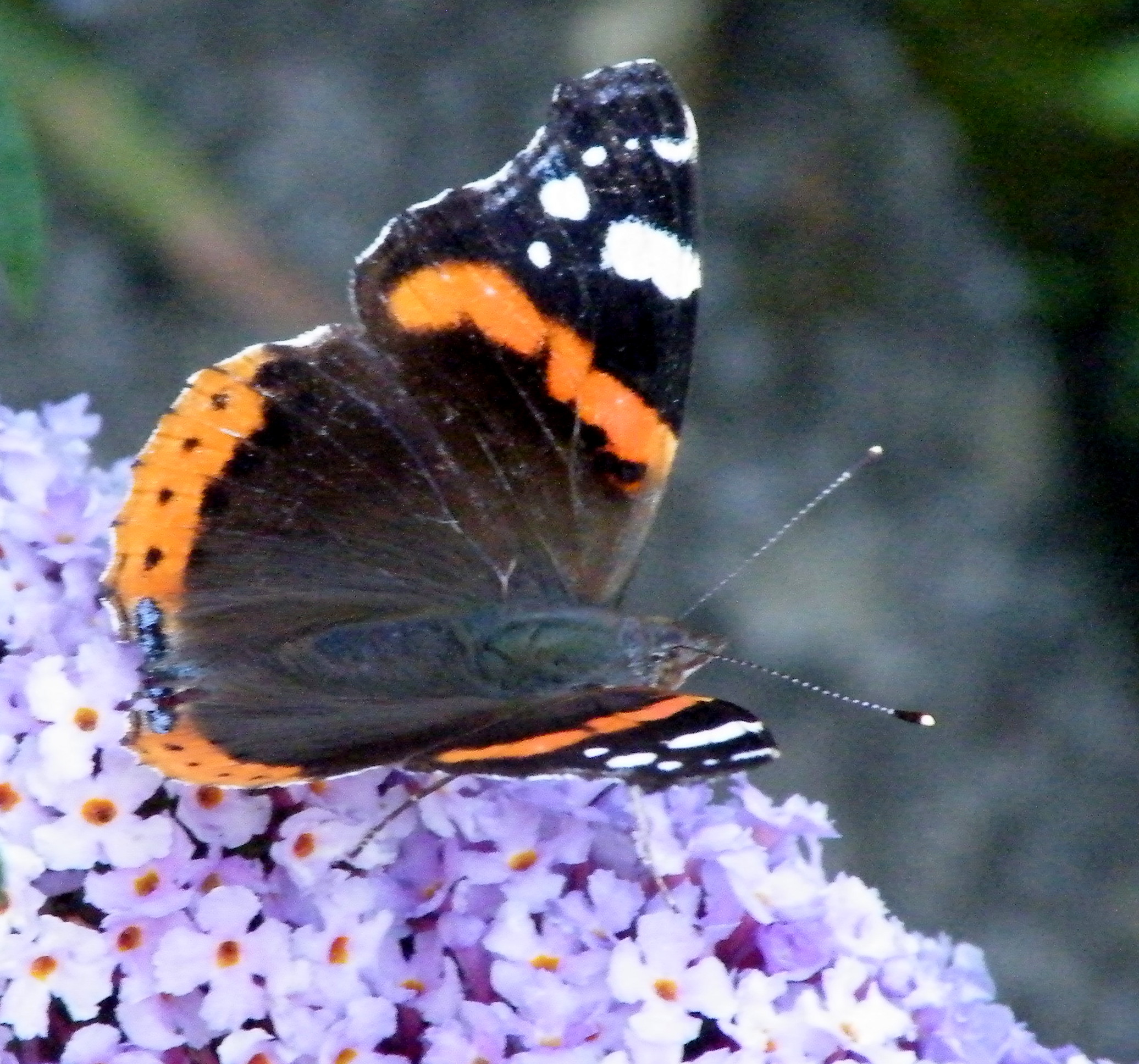 Red Admiral - Vanessa atalanta,