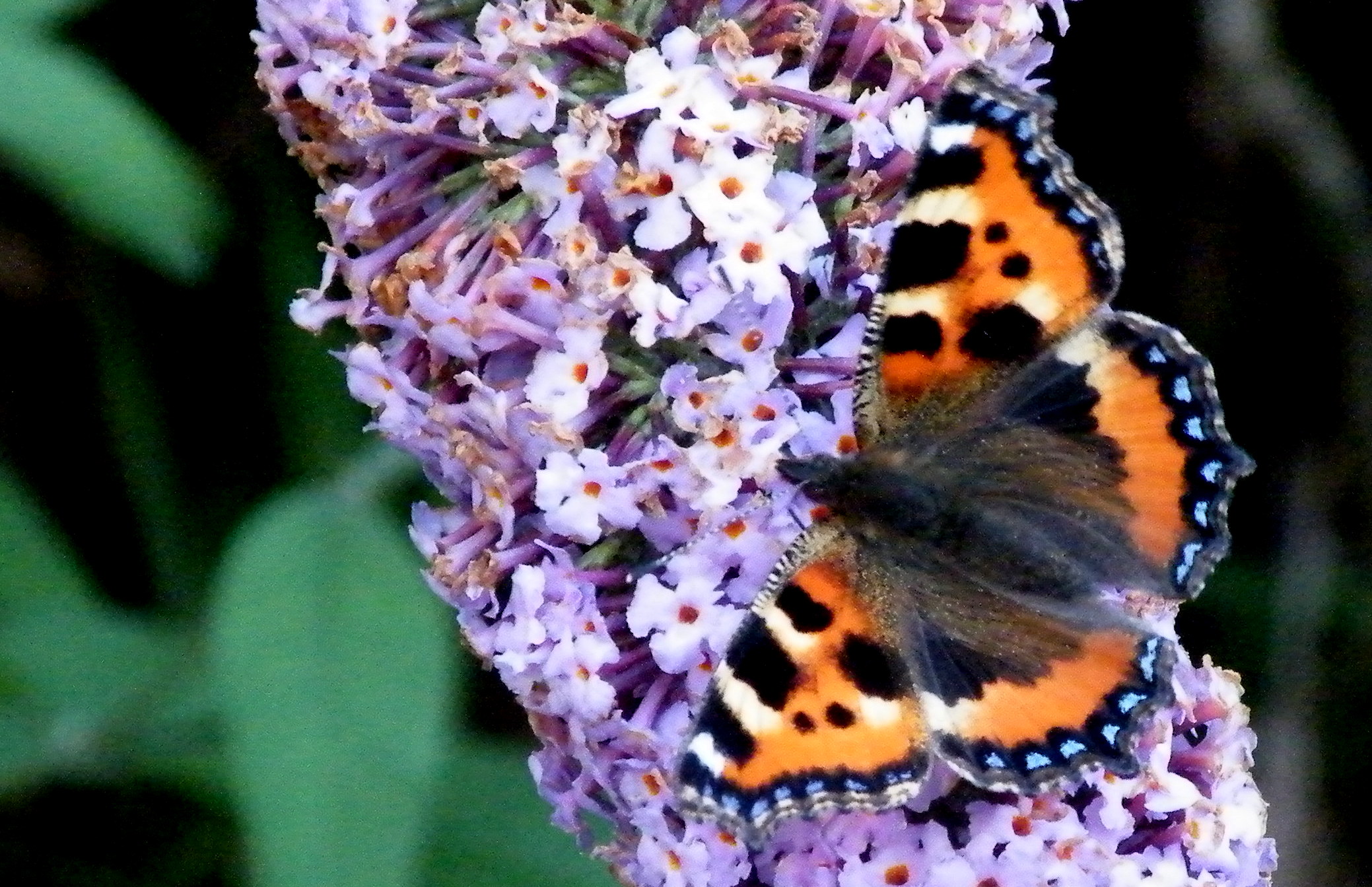 Aglais urticae - small tortoiseshell