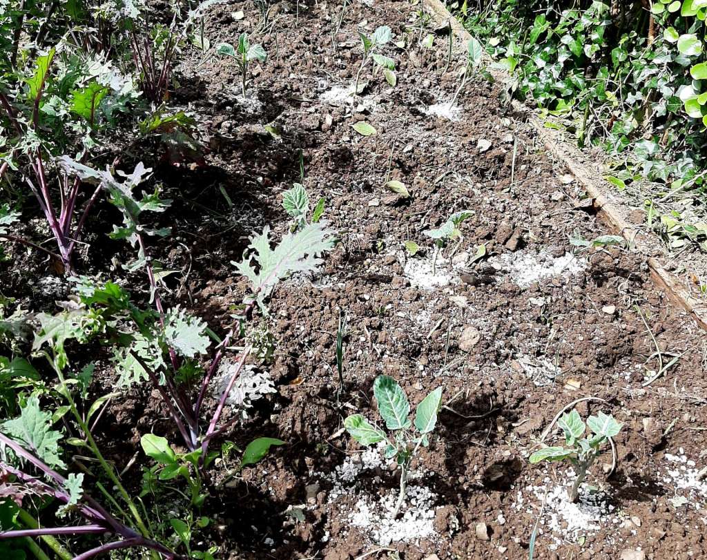 Two different types of young kale plants