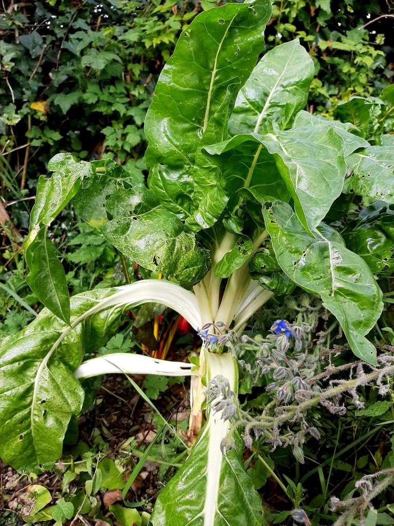 Swiss chard