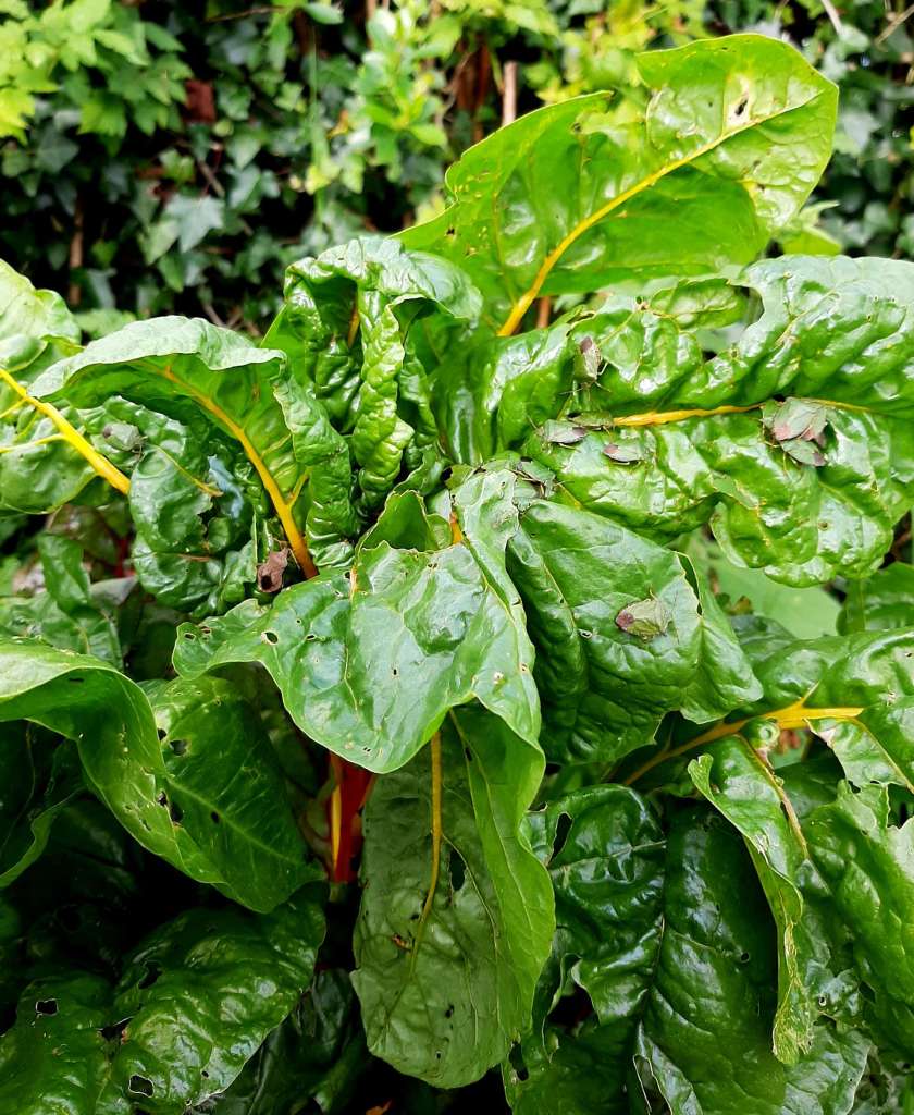 Red leaved chard